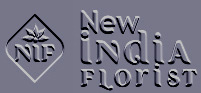 NIF LOGO