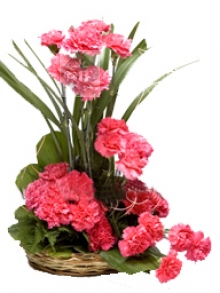 Pink Carnations